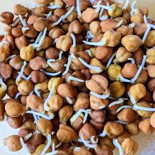 Black Chickpeas Sprouts